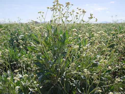 Guayule