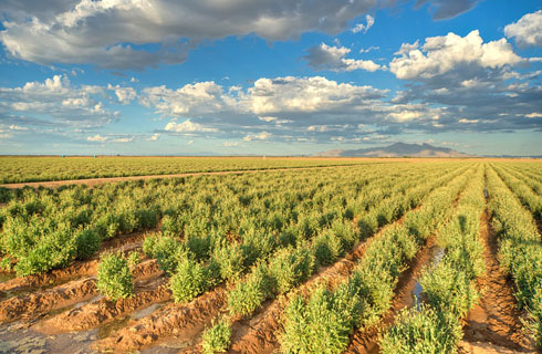 Guayule